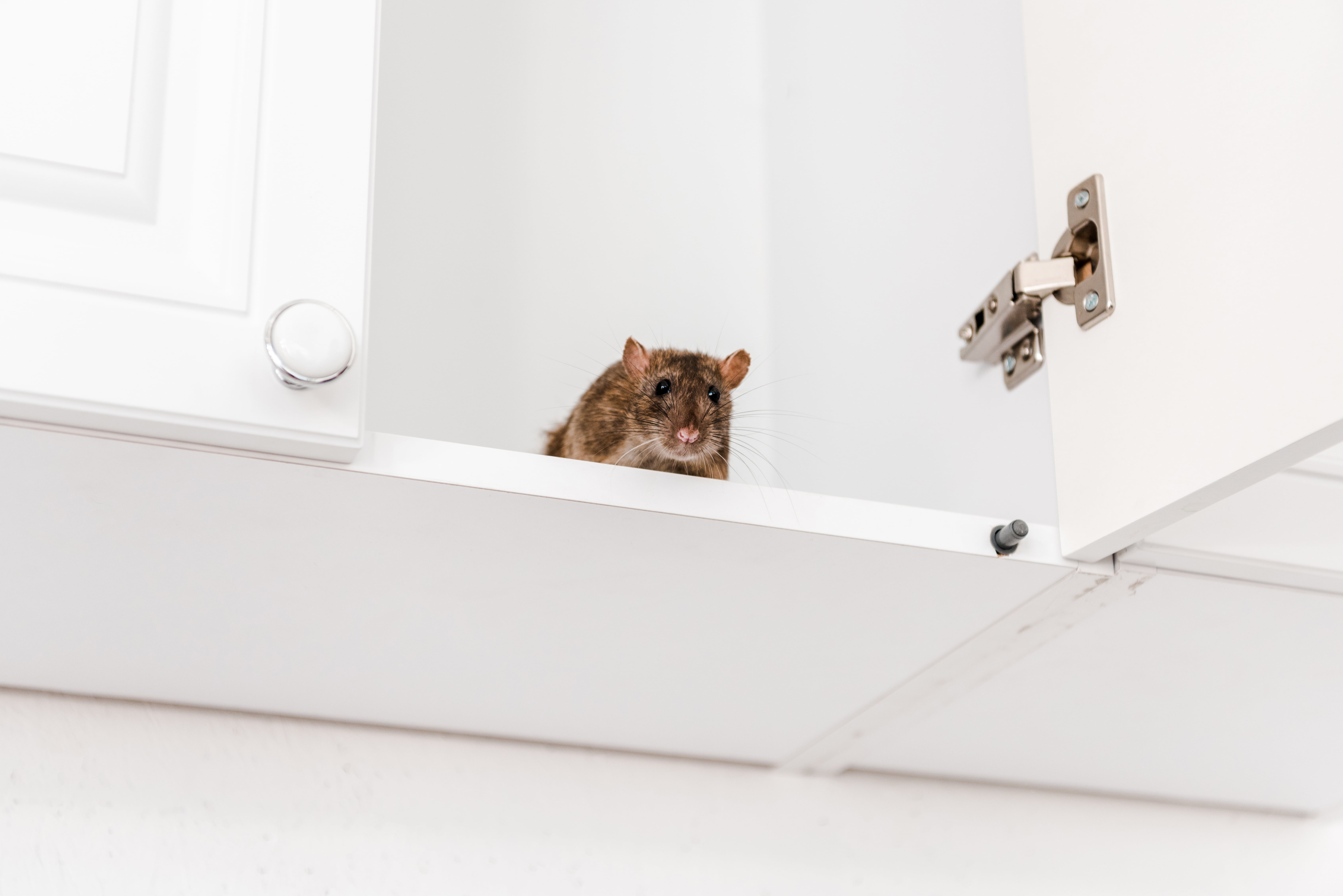 Rodent Control Tips for Snowbirds