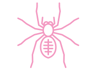 Spider Pest Control Scottsdale