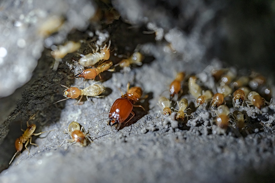 The Fascinating Life Cycle of a Termite