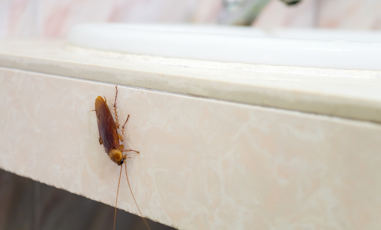 Top 4 Multi-Family Housing Pests