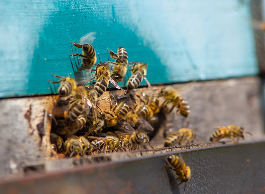 Top 5 Signs That You Need Professional Bee Control