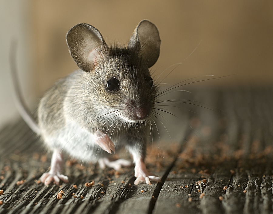 Where Do House Mice Go During the Day?