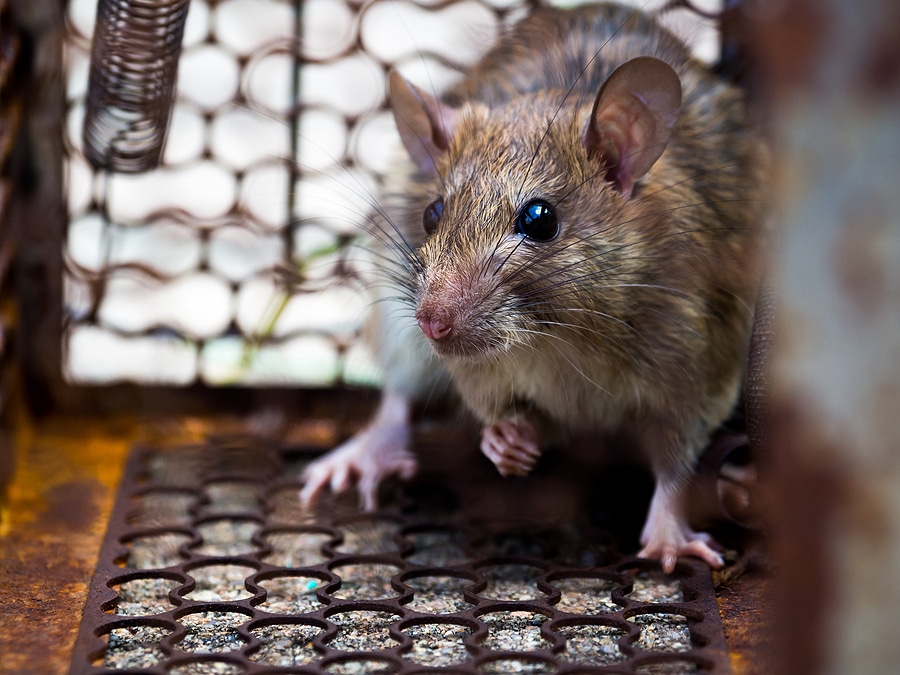 Where do Rats Like to Bed in Your Home?
