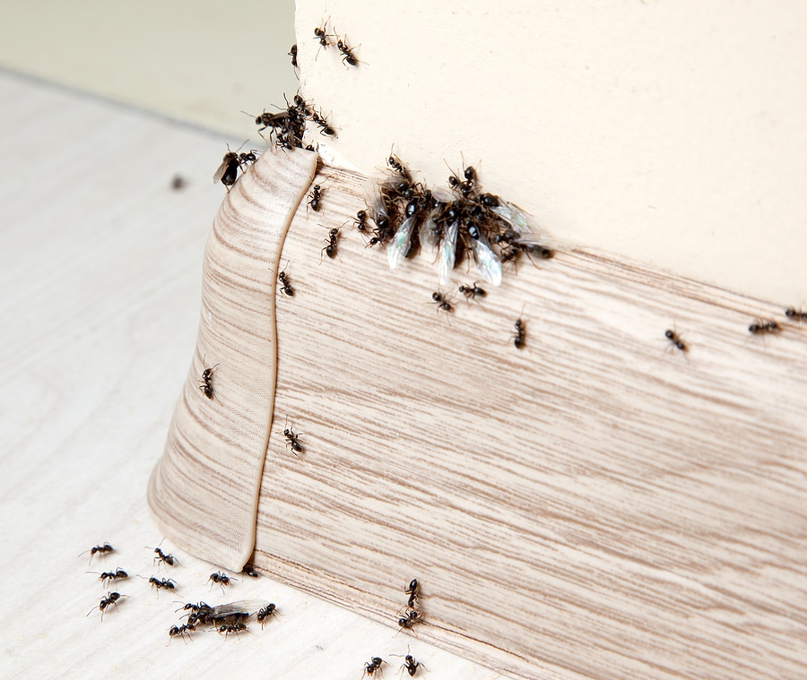 4 Reasons Ants Keep Coming Back