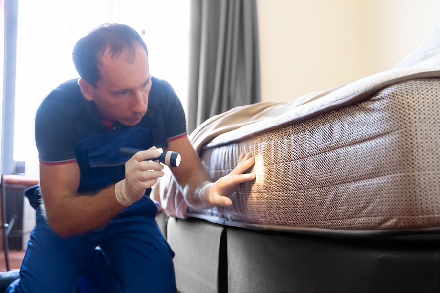Why Bed Bugs Spread Quickly in Apartments