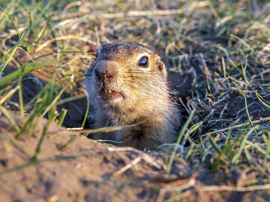 Why Gophers Are the Most Annoying Pests
