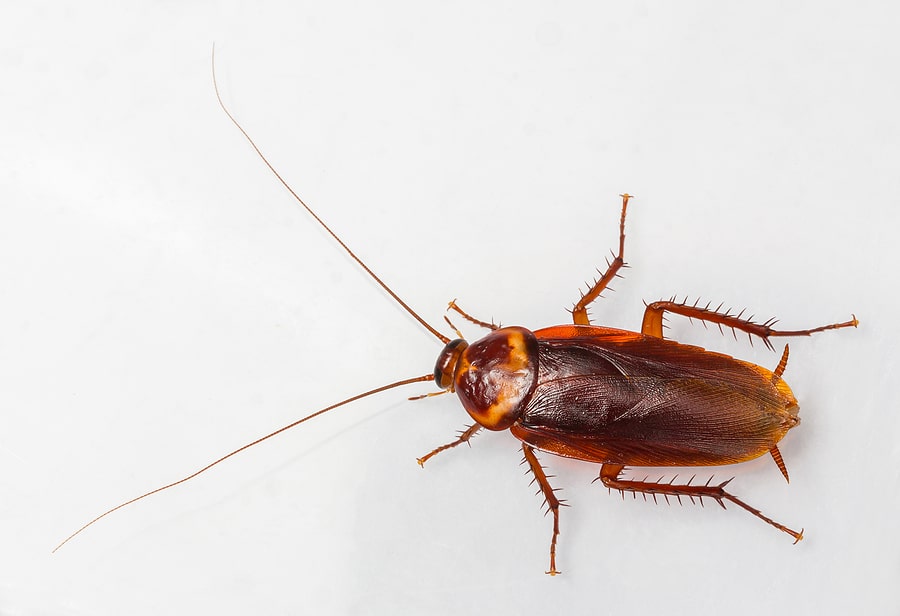 Why Your Home Attracts American Roaches