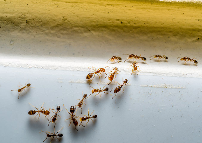 Ant Exterminators in Glendale