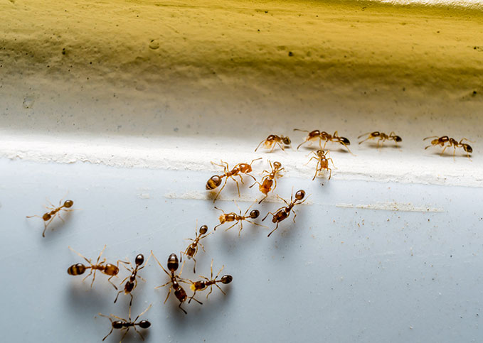 Ant Control Utah