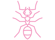 Ant Pest Control Chandler Arizona