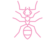 Ant Pest Control Gilbert Arizona