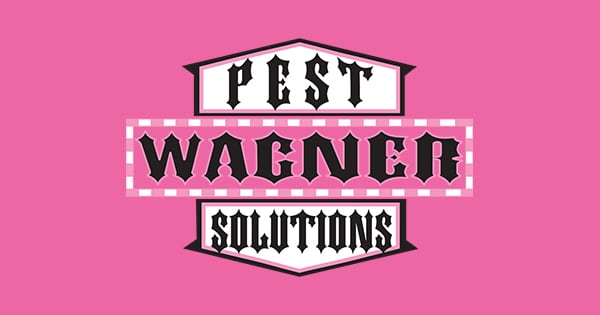 5 Types of Spider Webs, Wagner Pest Solutions