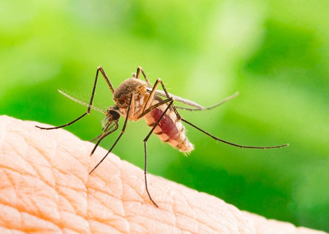 Mosquito Control and Treatment Glendale