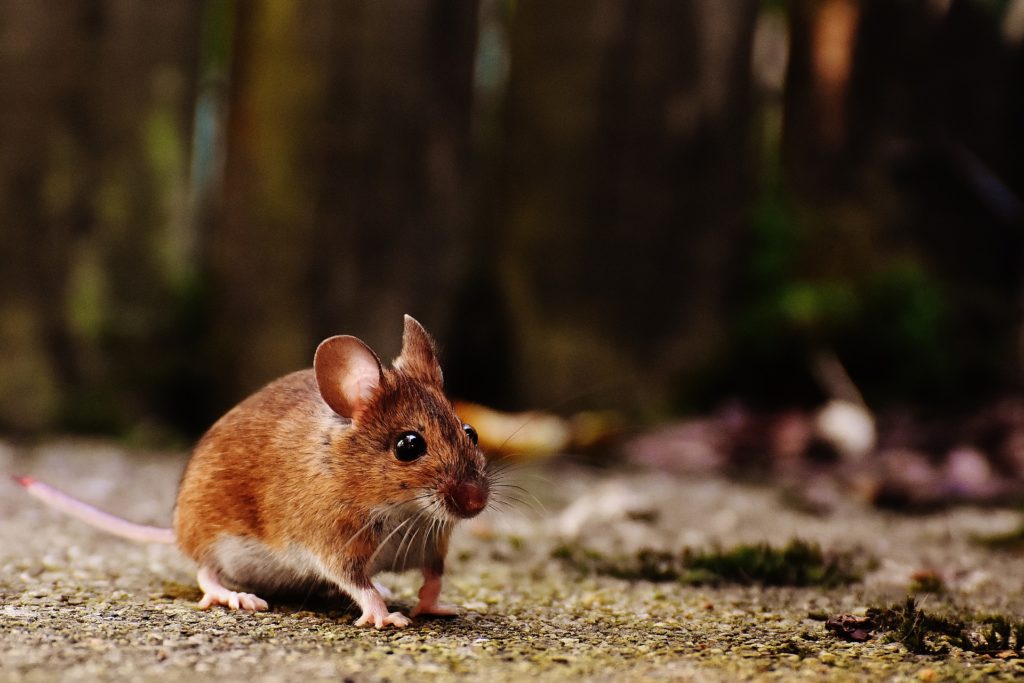 3 Signs You Have Mice in Your Apartment