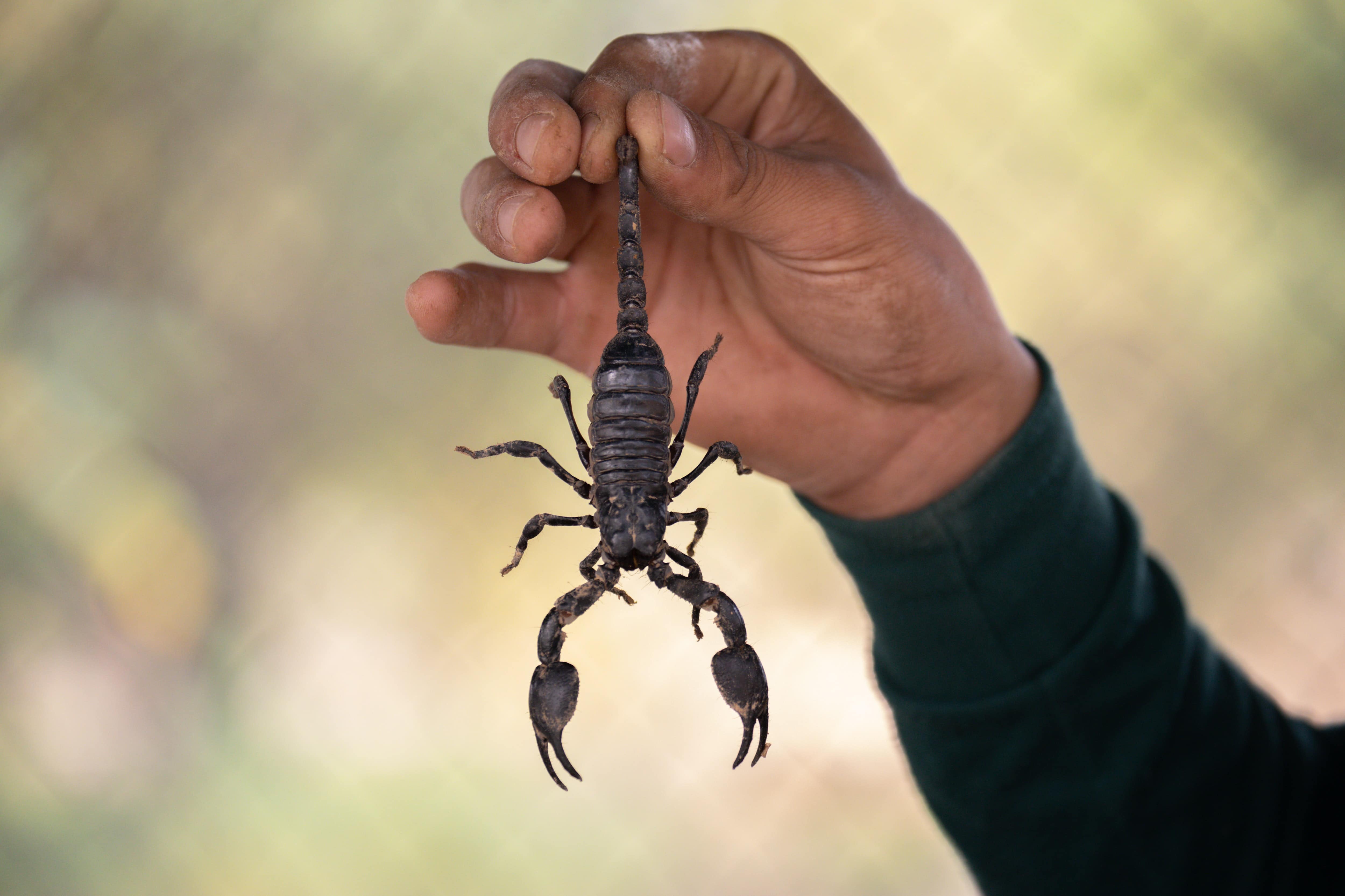 3 Types of Scorpions Found in Arizona