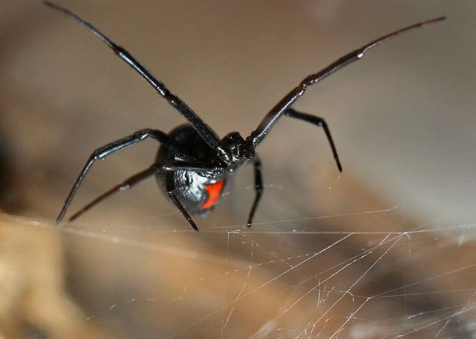 Spider Exterminator Glendale