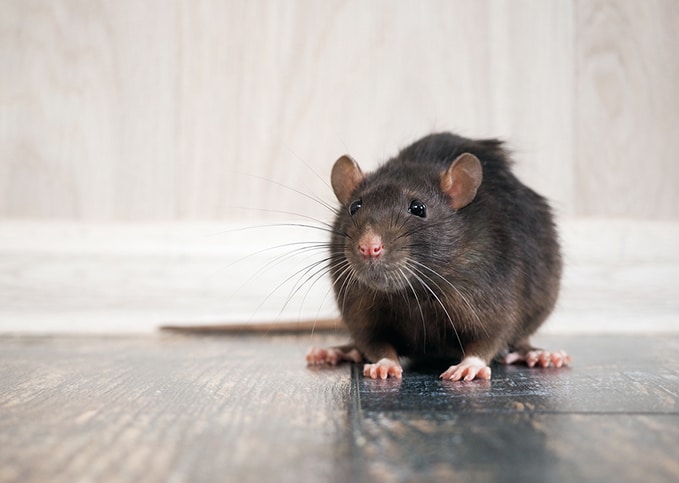 Rodent Extermination Glendale