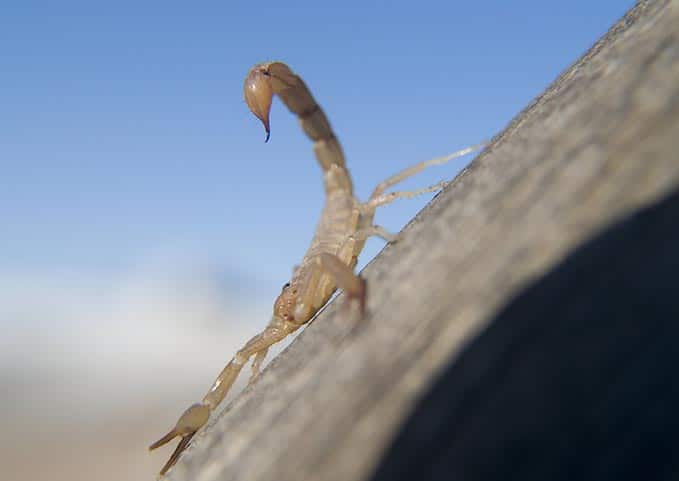 Scorpion Control Exterminator Glendale