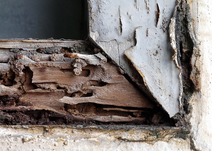 Chandler Arizona Termite Control