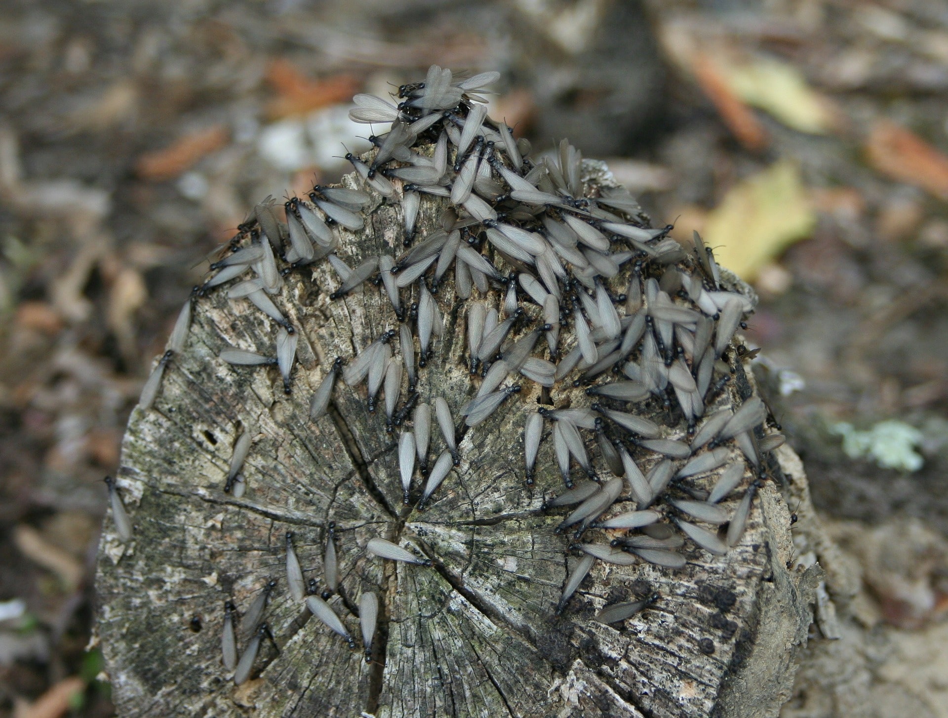 How to Spot Signs of Termite Damage